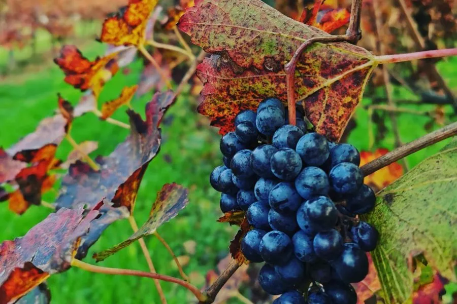 Immagine Podere Francesco 5