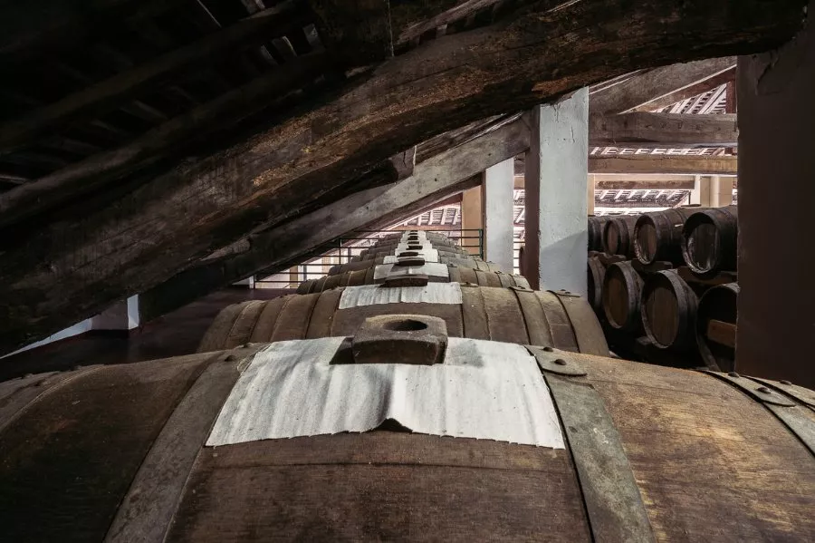 Immagine Tours and tastings in the vineyard, winery and ancient vinegar cellar. 16 Immagine Tours and tastings in the vineyard, winery and ancient vinegar cellar. 16