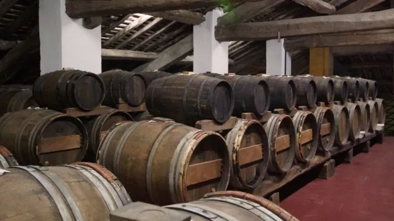 Immagine visita Tours and tastings in the vineyard, winery and ancient vinegar cellar. cantina Podere Francesco Immagine visita Tours and tastings in the vineyard, winery and ancient vinegar cellar. cantina Podere Francesco