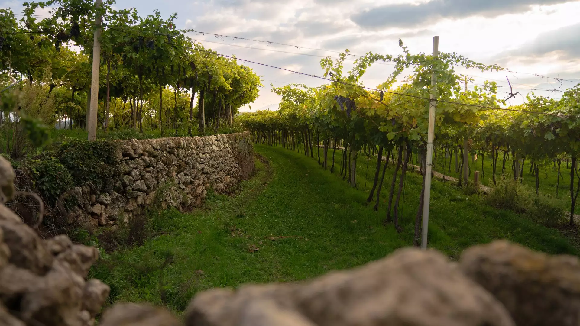 Immagine La Vigna | Fumane 9 Immagine La Vigna | Fumane 9