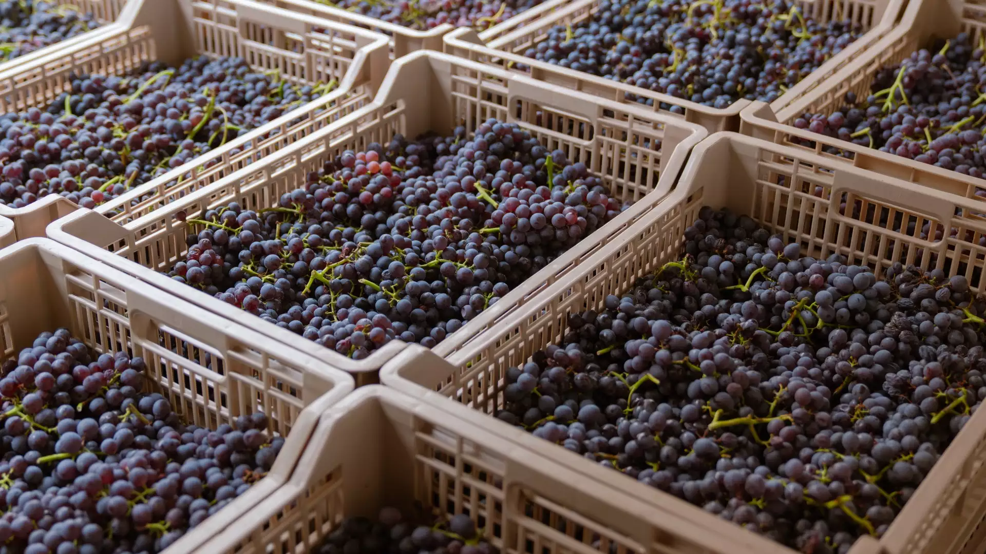 Immagine La Vigna | Fumane 10 Immagine La Vigna | Fumane 10