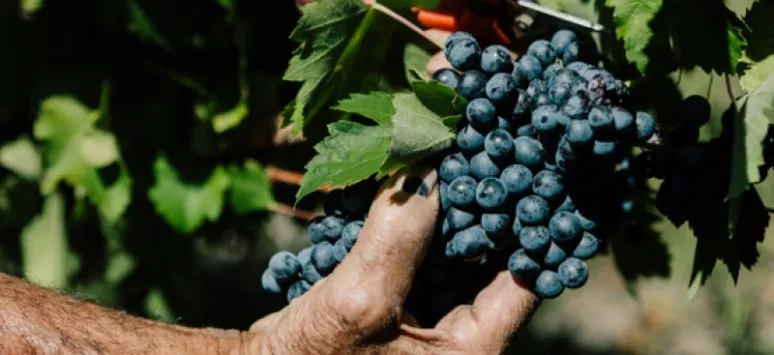 Immagine visita Degustazione 3 vini cantina Azienda Agricola Domanda