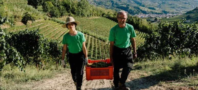 Immagine visita Degustazione alla cieca cantina Azienda Agricola Domanda