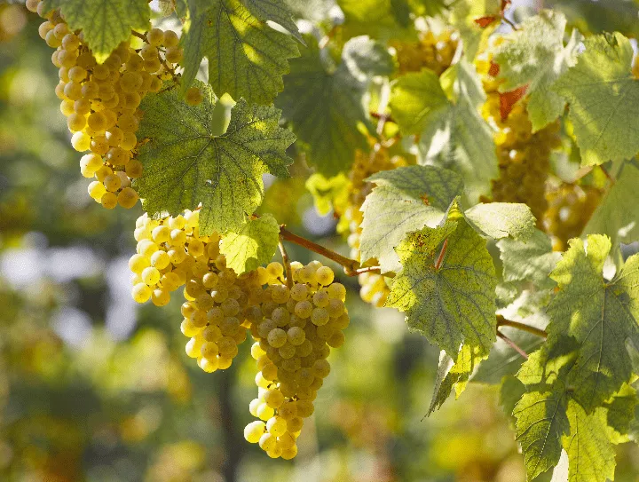 Immagine Avventura in vigna e degustazione in Cantina 3
