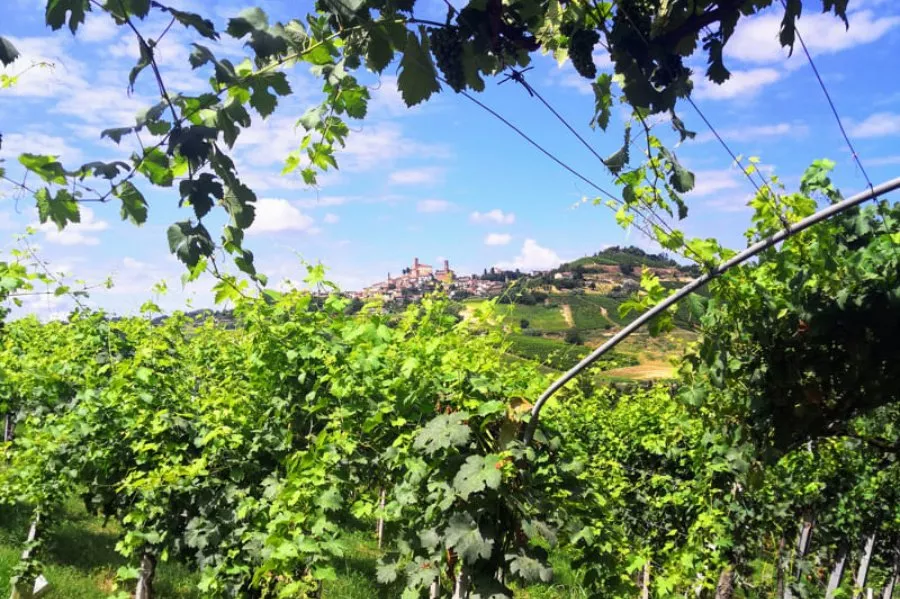 Immagine Tenuta La Pergola 9 Immagine Tenuta La Pergola 9