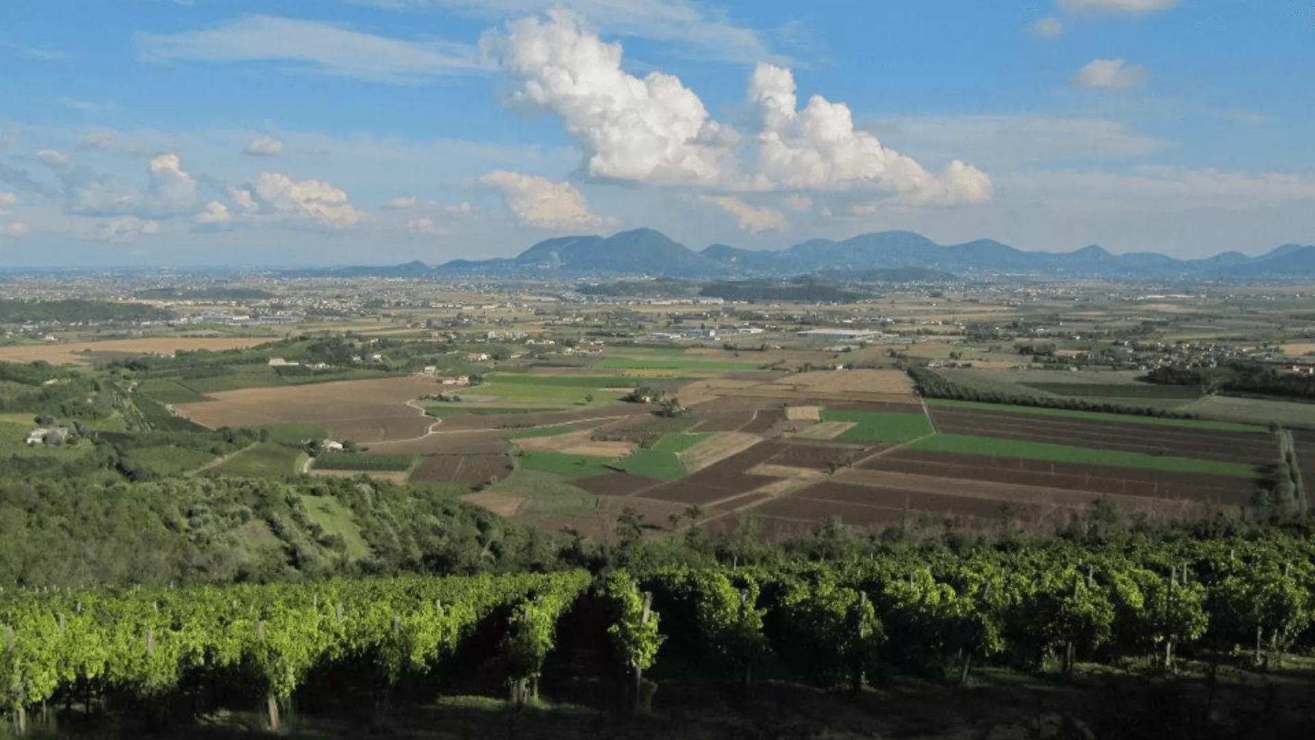 Immagine Visita e degustazione con passeggiata in vigneto 2