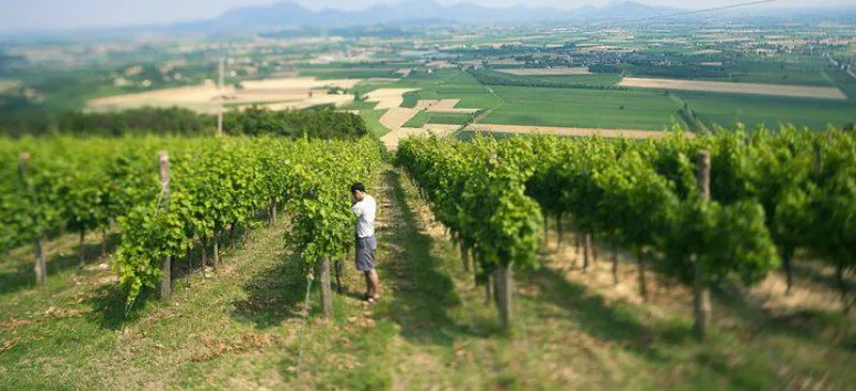 Immagine visita Visita e degustazione con passeggiata in vigneto cantina Piovene Porto Godi Immagine visita Visita e degustazione con passeggiata in vigneto cantina Piovene Porto Godi