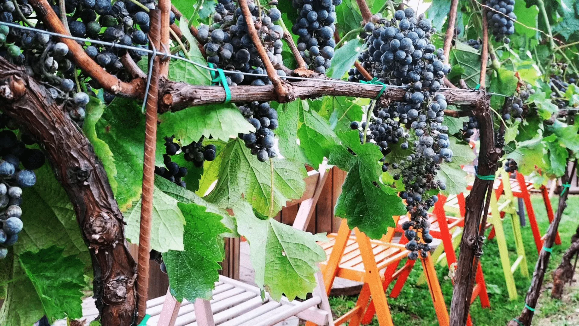 Immagine Tenuta Lonisa 1 Immagine Tenuta Lonisa 1