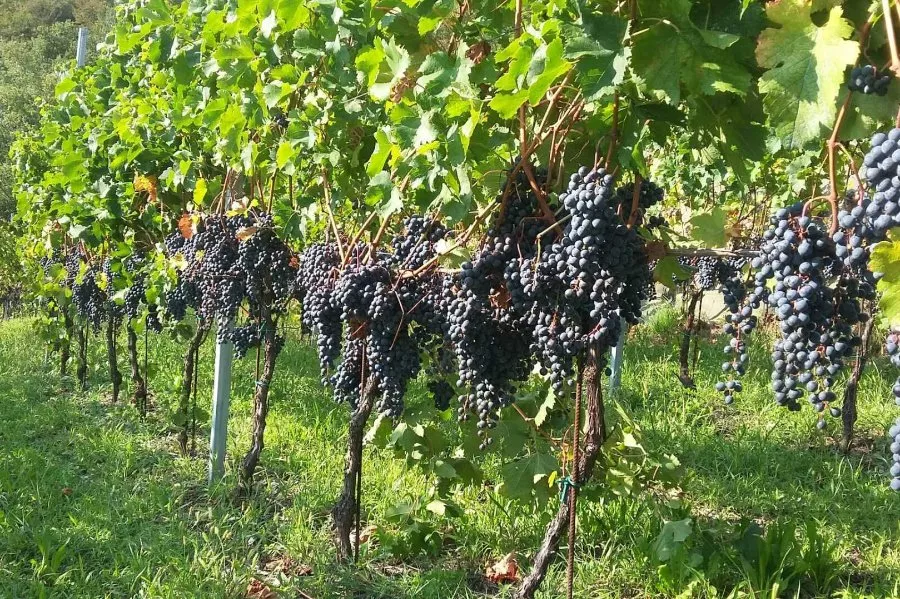 Immagine Tenuta Lonisa 3 Immagine Tenuta Lonisa 3