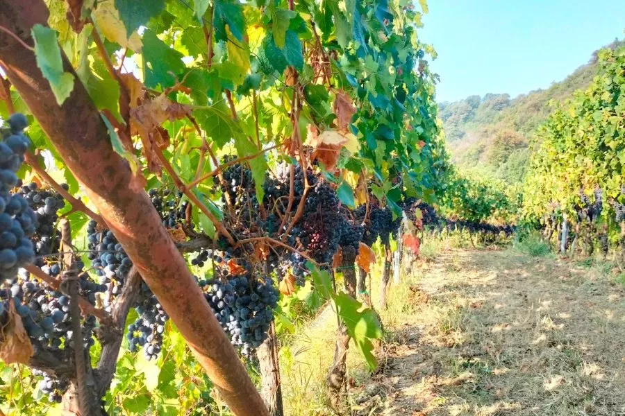 Immagine Tenuta Lonisa 4 Immagine Tenuta Lonisa 4