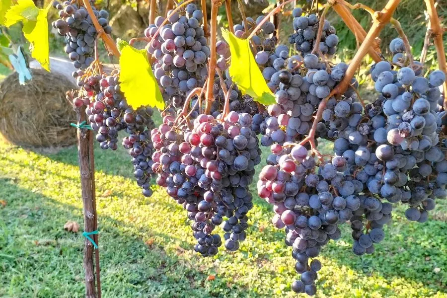 Immagine Tenuta Lonisa 7