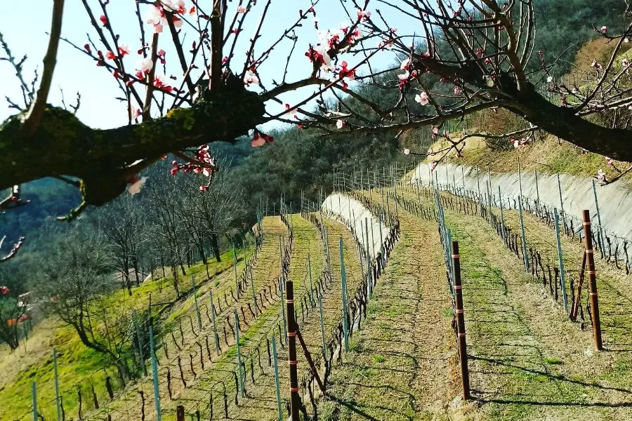 Immagine Tenuta Lonisa 9