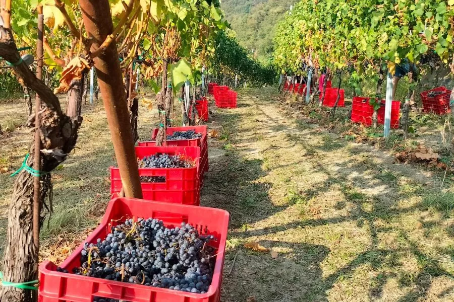 Immagine Tenuta Lonisa 10