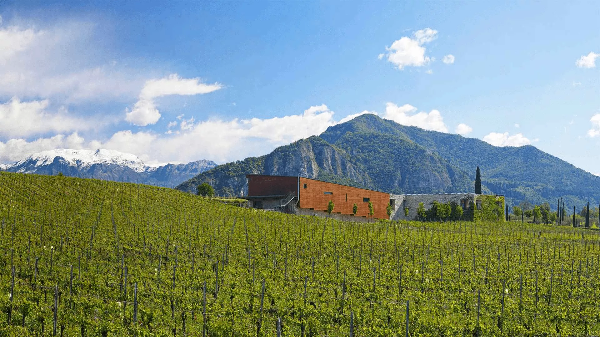 Immagine cantina Barone Pizzini