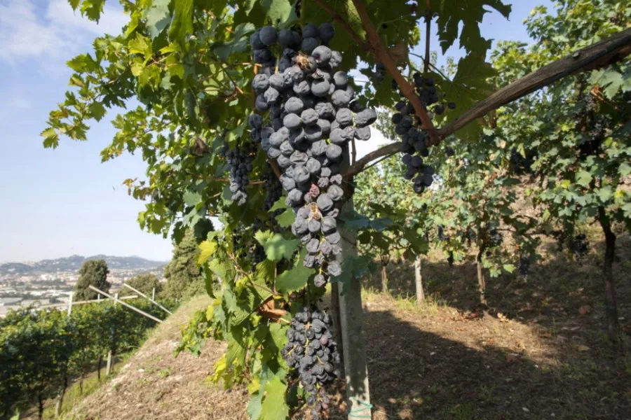 Immagine Cantina Pagnoncelli Folcieri 13