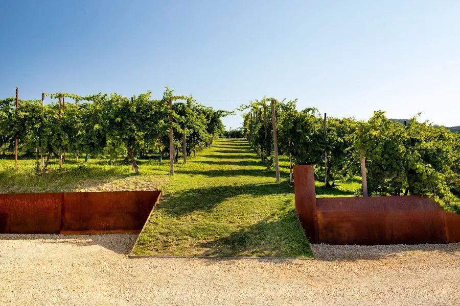 Immagine DEGUSTAZIONE PROSECCO + STUZZICHINI + TOUR CANTINA E VIGNETO 11