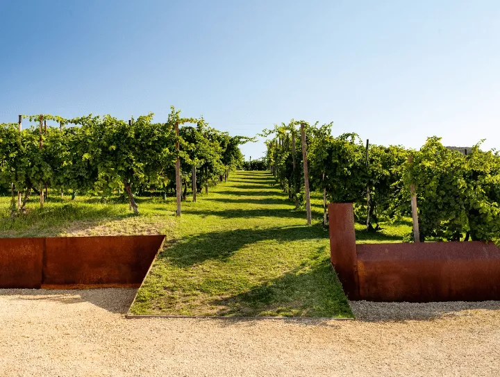 Immagine DEGUSTAZIONE PROSECCO + STUZZICHINI + TOUR CANTINA E VIGNETO 4