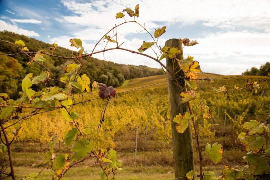 Immagine Monte delle Vigne 5 Immagine Monte delle Vigne 5