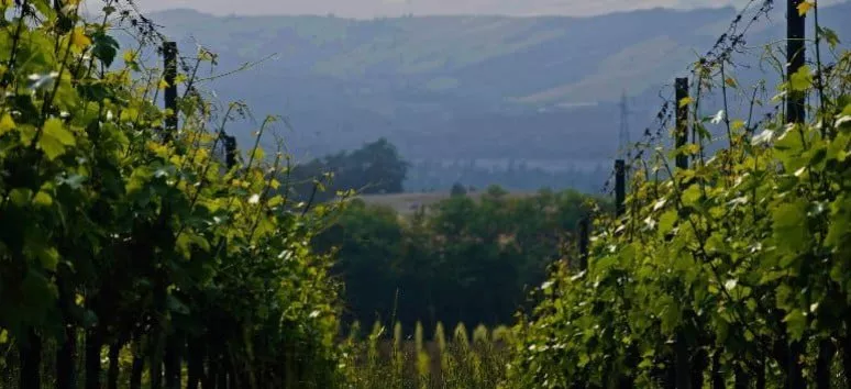 Immagine visita Classic tour cantina Monte delle Vigne