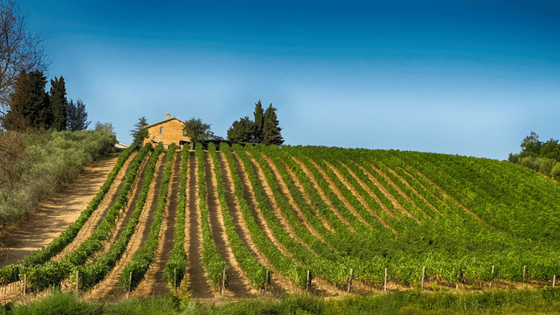 Immagine Velenosi Winery 1 Immagine Velenosi Winery 1