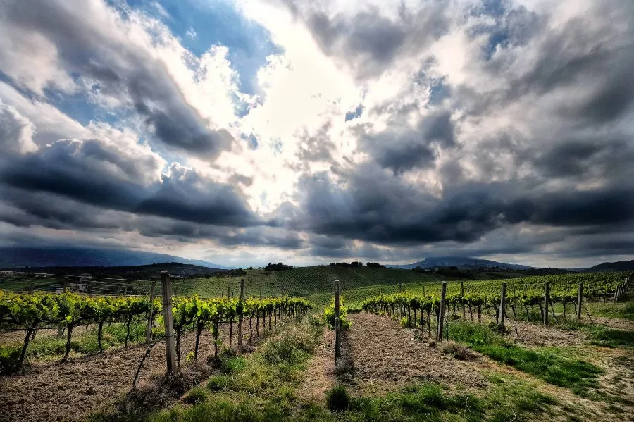 Immagine Degustazione di 4 vini  + 1 vino top  4