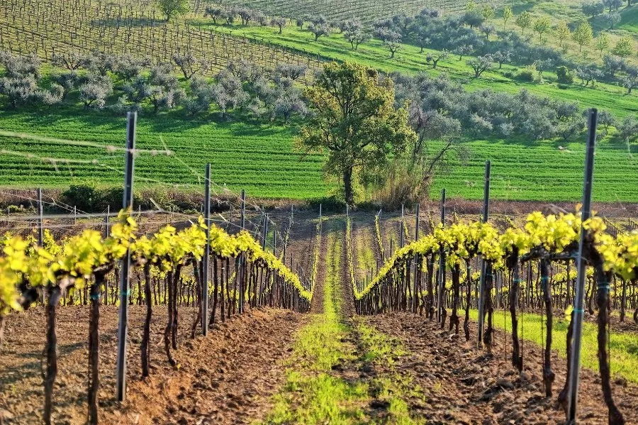 Immagine Degustazione di 4 vini  + 1 vino top  6