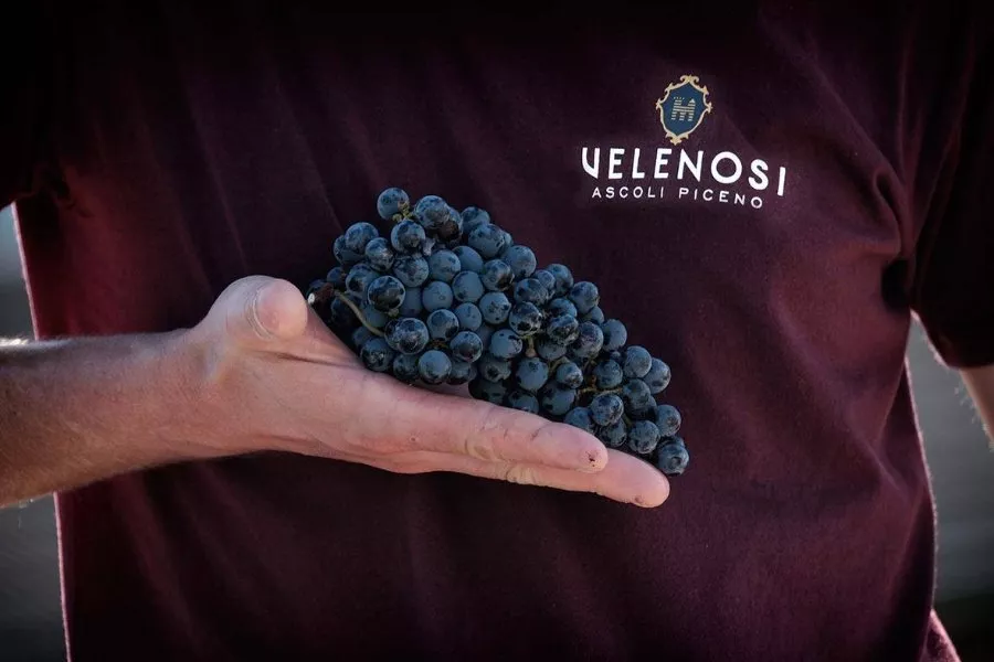 Immagine Degustazione di 4 vini 7 Immagine Degustazione di 4 vini 7