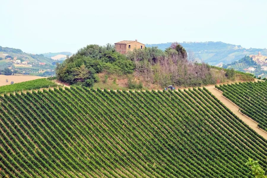 Immagine Degustazione di 4 vini 8 Immagine Degustazione di 4 vini 8