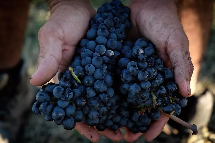 Immagine Degustazione di 4 vini 11 Immagine Degustazione di 4 vini 11