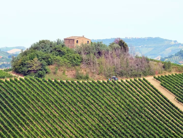 Immagine Velenosi Winery 2 Immagine Velenosi Winery 2