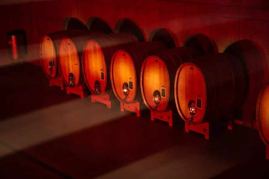 Immagine Degustazione 4 Vini con vista sui vigneti e Visita guidata della Cantina 16