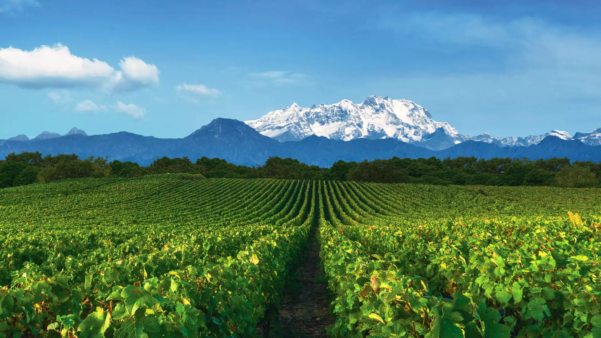 Immagine Degustazione 4 Vini con vista sui vigneti e Visita guidata della Cantina 3