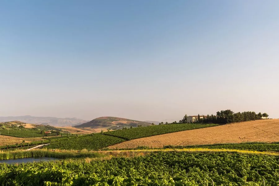 Immagine Alessandro di Camporeale Wine Tour 13 Immagine Alessandro di Camporeale Wine Tour 13