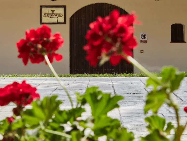 Immagine Cantina Alessandro di Camporeale 2