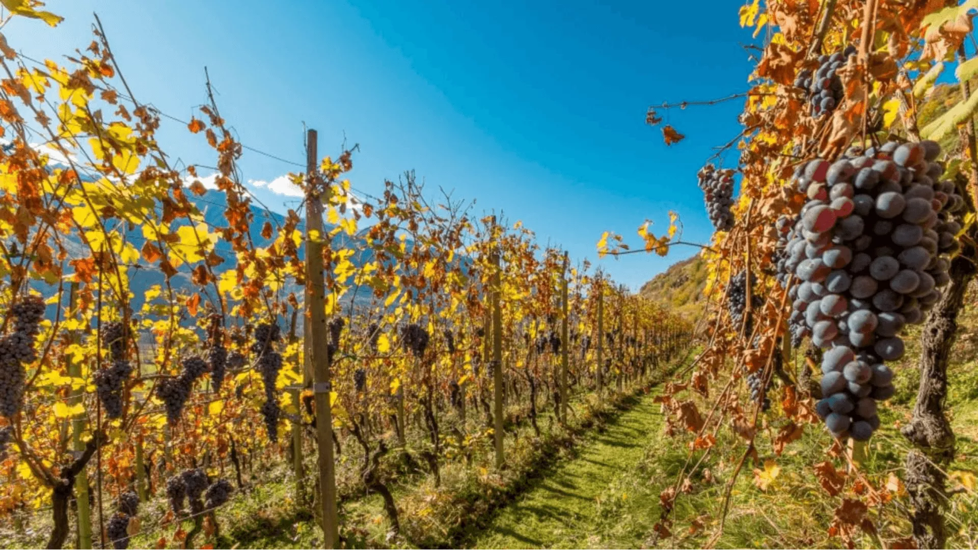 Immagine cantina La Perla di Marco Triacca