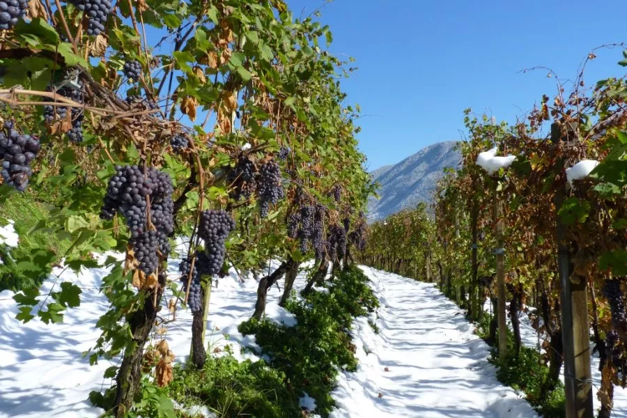 Immagine Visita tra filari e fruttaio 5