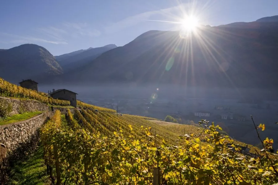 Immagine Visita tra filari e fruttaio 7 Immagine Visita tra filari e fruttaio 7