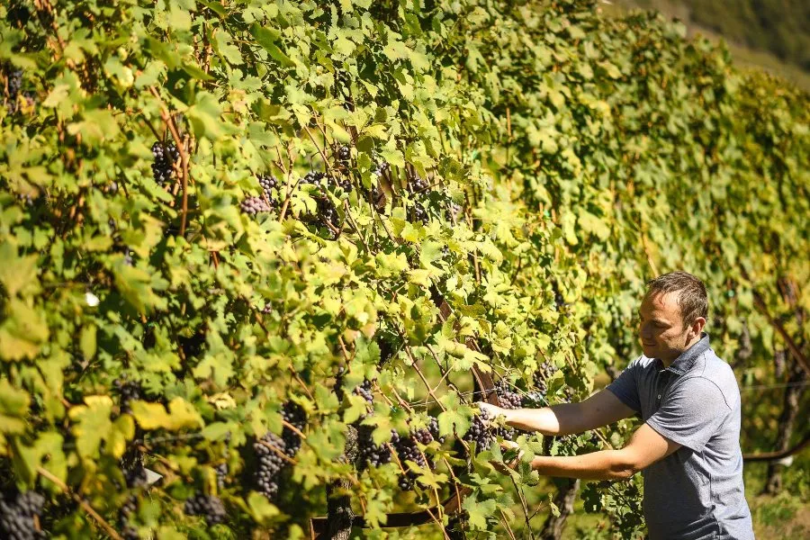 Immagine Visita tra filari e fruttaio 10 Immagine Visita tra filari e fruttaio 10