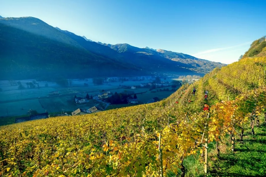 Immagine Visita tra filari e fruttaio 11 Immagine Visita tra filari e fruttaio 11