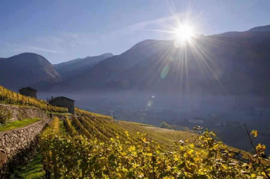 Immagine Visita tra filari e fruttaio 12 Immagine Visita tra filari e fruttaio 12