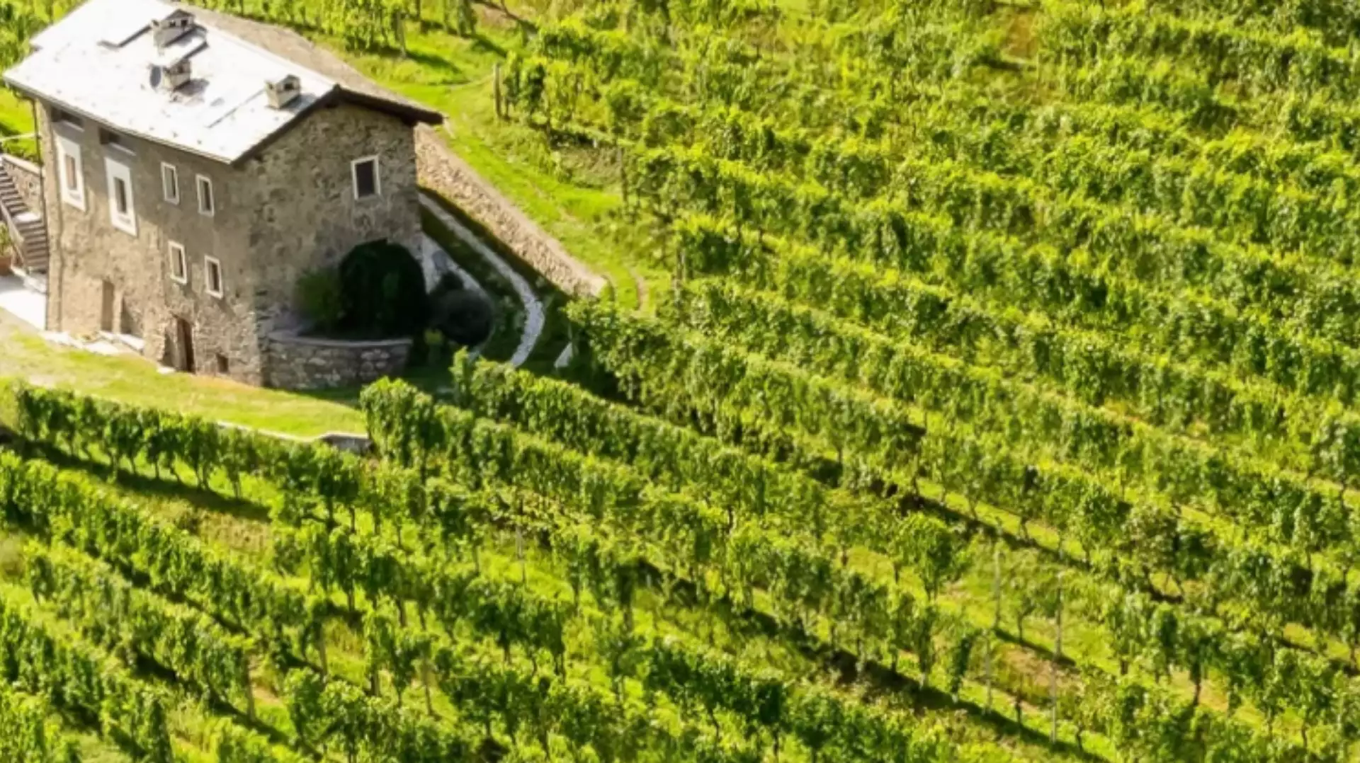 Immagine visita Visita tra filari e fruttaio cantina La Perla di Marco Triacca