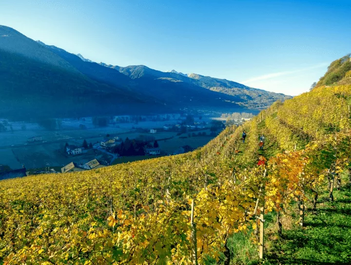Immagine La Perla di Marco Triacca 2 Immagine La Perla di Marco Triacca 2