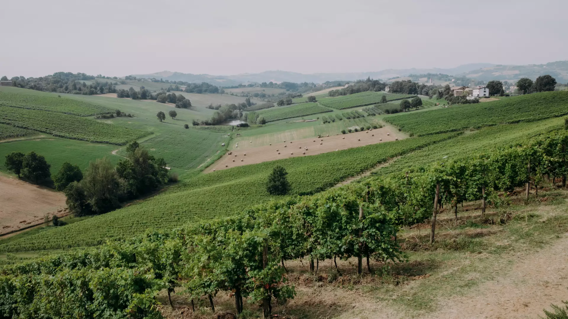 Immagine LAMBRUSCO EXPERIENCE 4 Immagine LAMBRUSCO EXPERIENCE 4