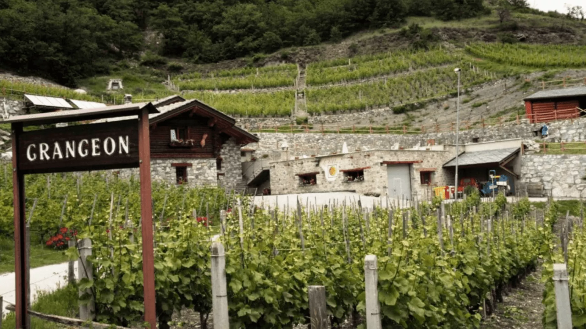 Immagine Degustazione in Vigna 2