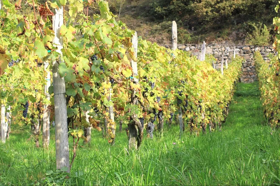 Immagine Tenuta Scerscé 3 Immagine Tenuta Scerscé 3