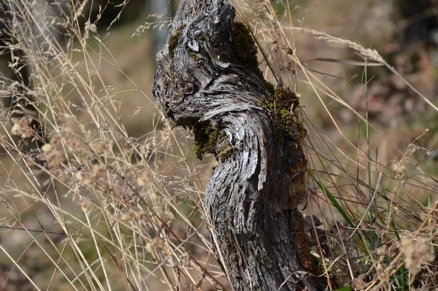 Immagine Tenuta Scerscé 5 Immagine Tenuta Scerscé 5