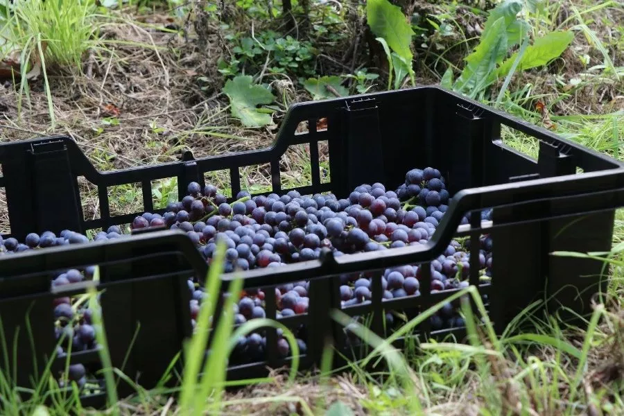 Immagine Tenuta Scerscé 6 Immagine Tenuta Scerscé 6