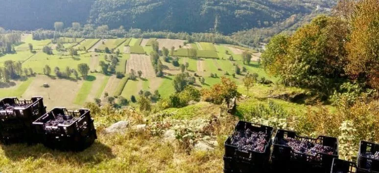 Immagine visita Quando desideri Meraviglia cantina Tenuta Scerscé Immagine visita Quando desideri Meraviglia cantina Tenuta Scerscé