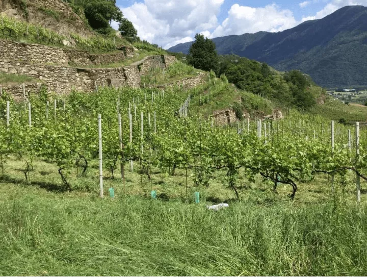 Immagine Tenuta Scerscé 2 Immagine Tenuta Scerscé 2