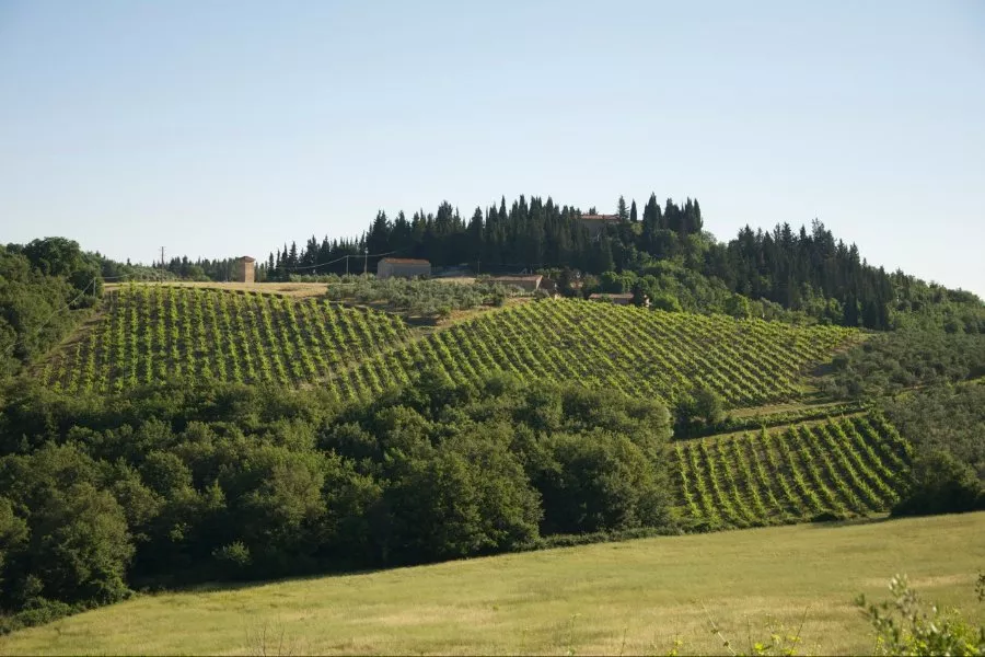 Immagine Cantine Guidi 4
